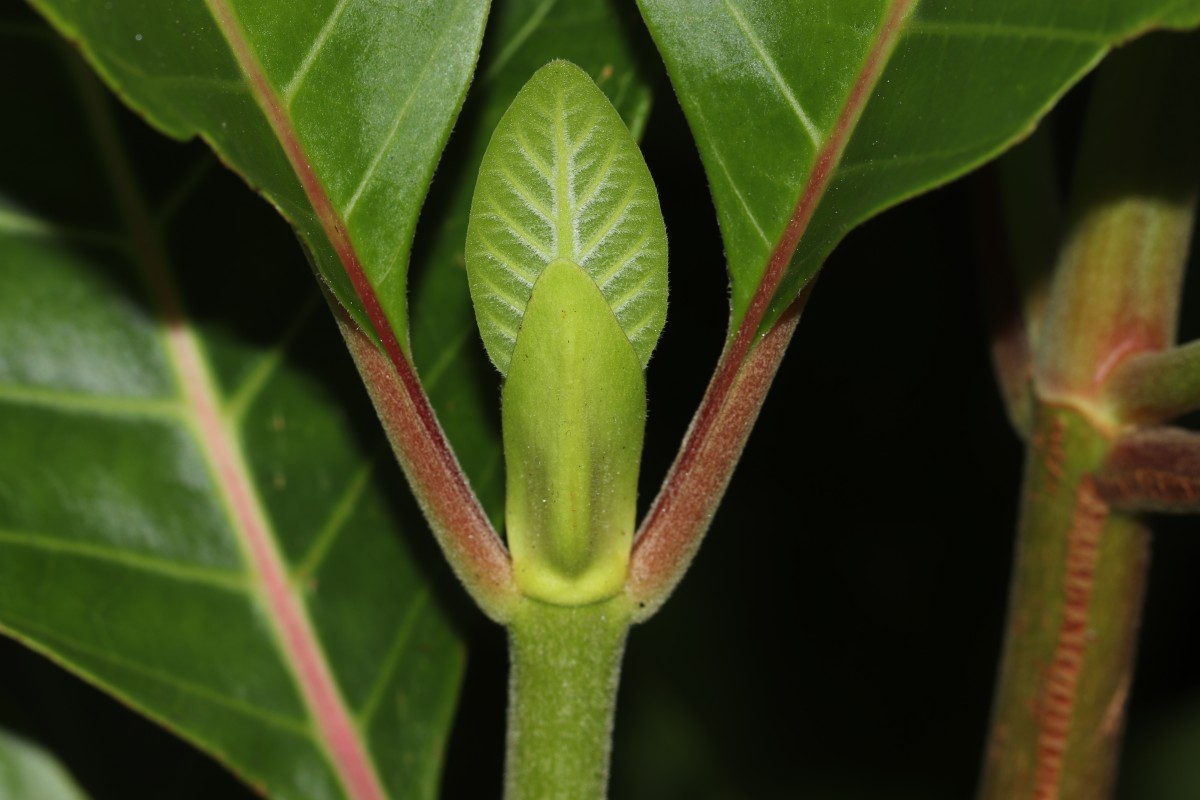 Cinchona officinalis L.